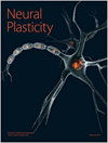 NEURAL PLASTICITY