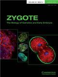 ZYGOTE